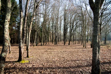 Foret du Lac Vert de Canejean (4).